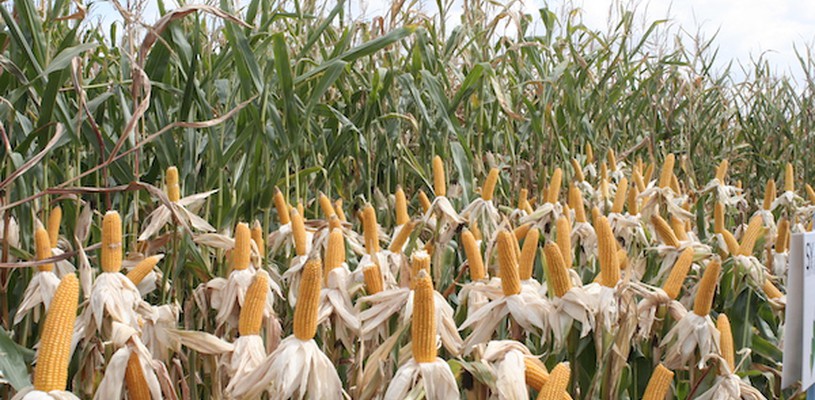 Corn seeds from the SOUFFLET SEEDS